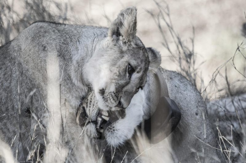 Maasai Safari and Amboseli national park 04 Nights Driving & Flying Package